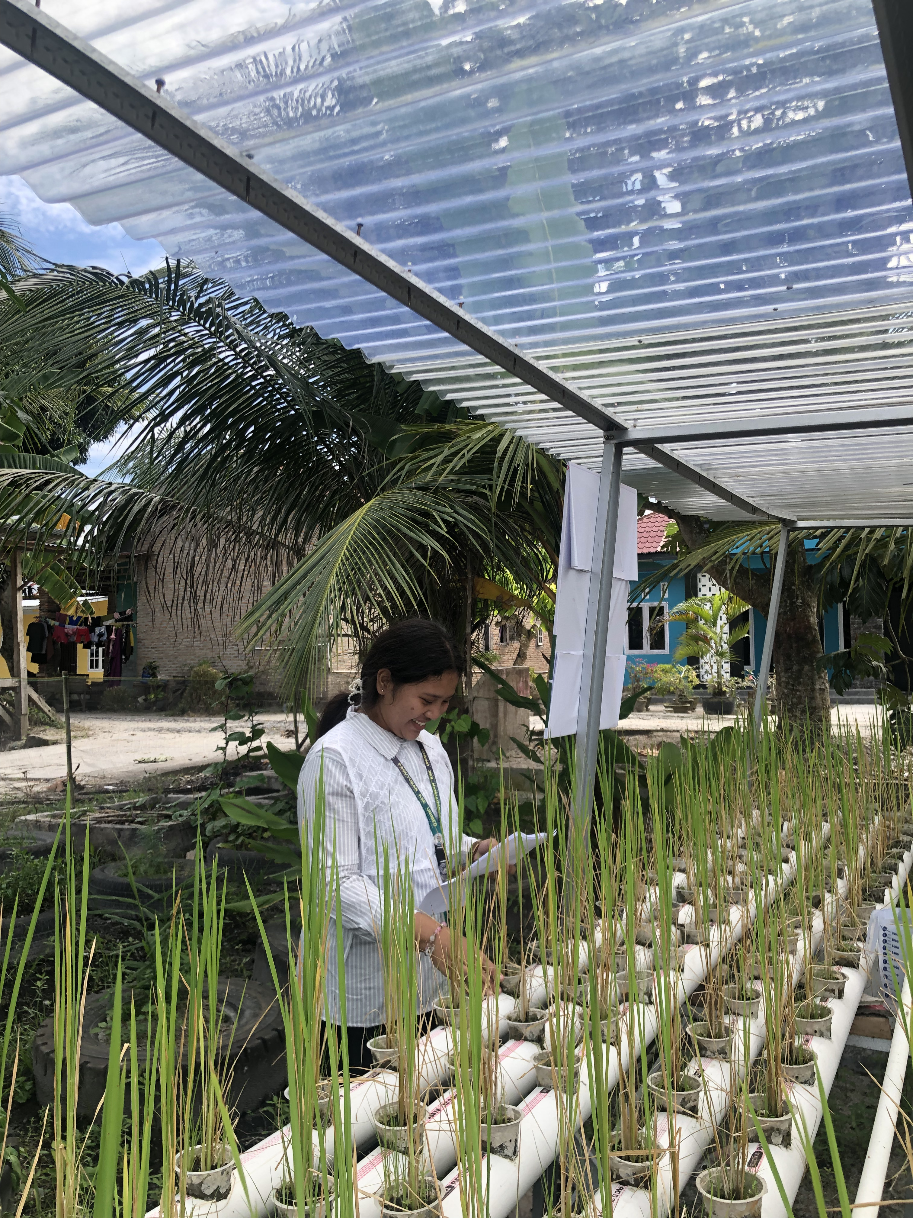 Hidroponik Padi Inovasi Masa Depan